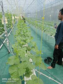 Pendamping Desa Monitoring Kegiatan Ketahan Pangan 