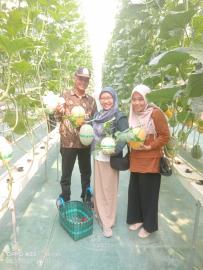 Panewu Ngawen ikut meramaikan panen melon premium BUMKal Sambirejo